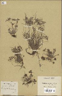 spécimen de Fimbristylis bisumbellata