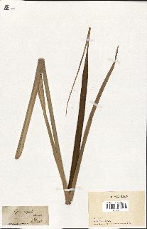 spécimen de Typha aequalis