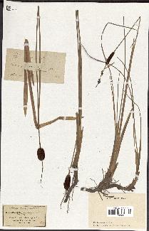 spécimen de Typha minima