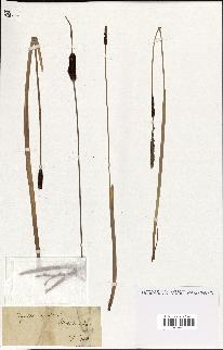 spécimen de Typha minima