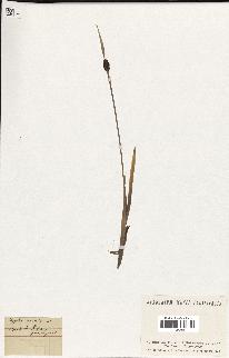 spécimen de Typha minima