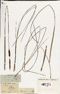 spécimen de Typha minima