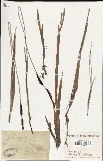 spécimen de Typha minima