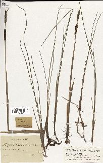 spécimen de Typha minima