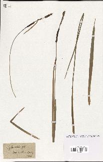spécimen de Typha minima