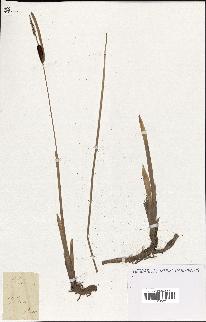 spécimen de Typha minima