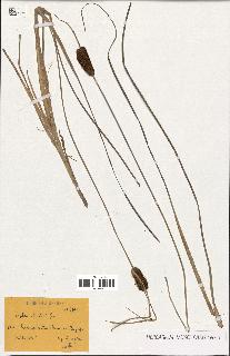 spécimen de Typha martini