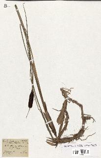 spécimen de Typha lugdunensis