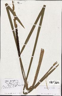 spécimen de Typha latifolia