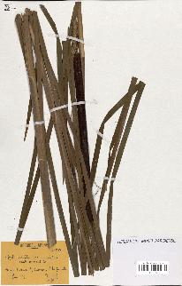 spécimen de Typha latifolia