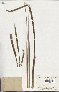 spécimen de Typha latifolia