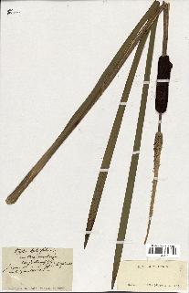 spécimen de Typha latifolia