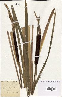 spécimen de Typha latifolia