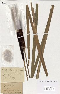 spécimen de Typha latifolia