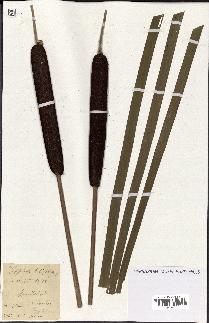 spécimen de Typha latifolia