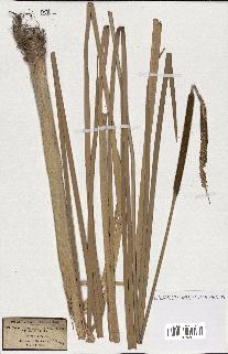 spécimen de Typha angustifolia