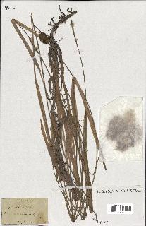 spécimen de Typha minima