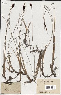 spécimen de Typha minima