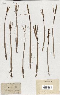 spécimen de Typha minima