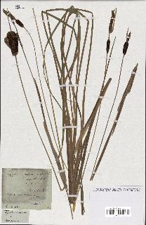 spécimen de Typha minima