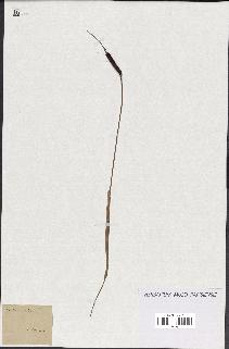 spécimen de Typha minima