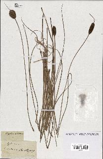 spécimen de Typha minima
