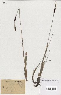 spécimen de Typha minima