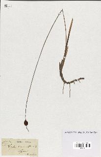spécimen de Typha minima