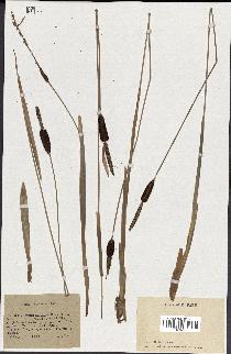 spécimen de Typha minima
