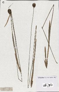 spécimen de Typha minima