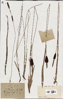 spécimen de Typha minima