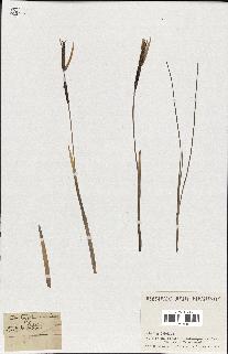spécimen de Typha minima