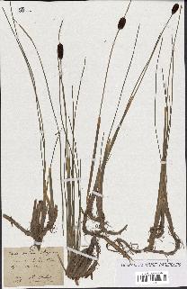 spécimen de Typha minima