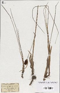 spécimen de Typha minima