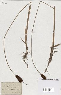 spécimen de Typha minima