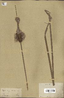 spécimen de Typha angustifolia