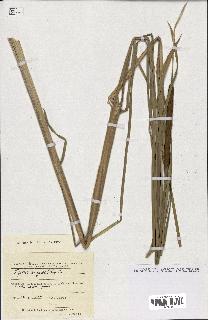 spécimen de Typha angustifolia
