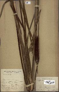 spécimen de Typha sp.