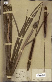 spécimen de Typha sp.