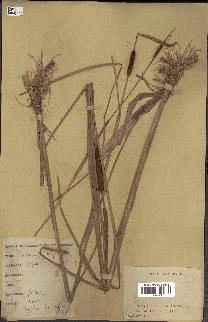 spécimen de Typha sp.