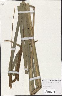 spécimen de Typha australis