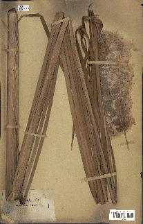 spécimen de Typha sp.