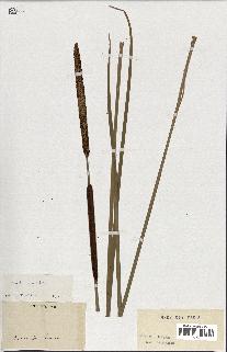 spécimen de Typha angustifolia