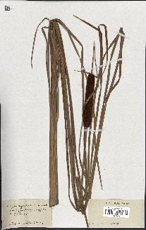 spécimen de Typha angustifolia