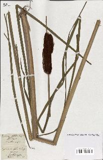 spécimen de Typha angustifolia
