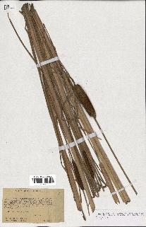 spécimen de Typha stenophylla