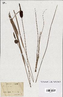 spécimen de Typha minima