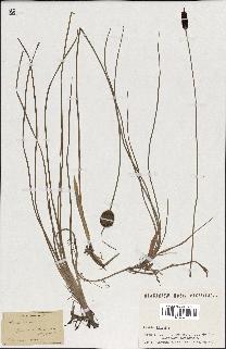 spécimen de Typha minima