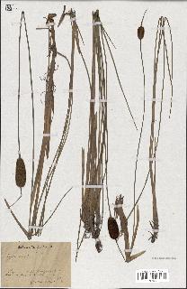 spécimen de Typha minima