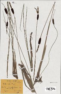 spécimen de Typha minima